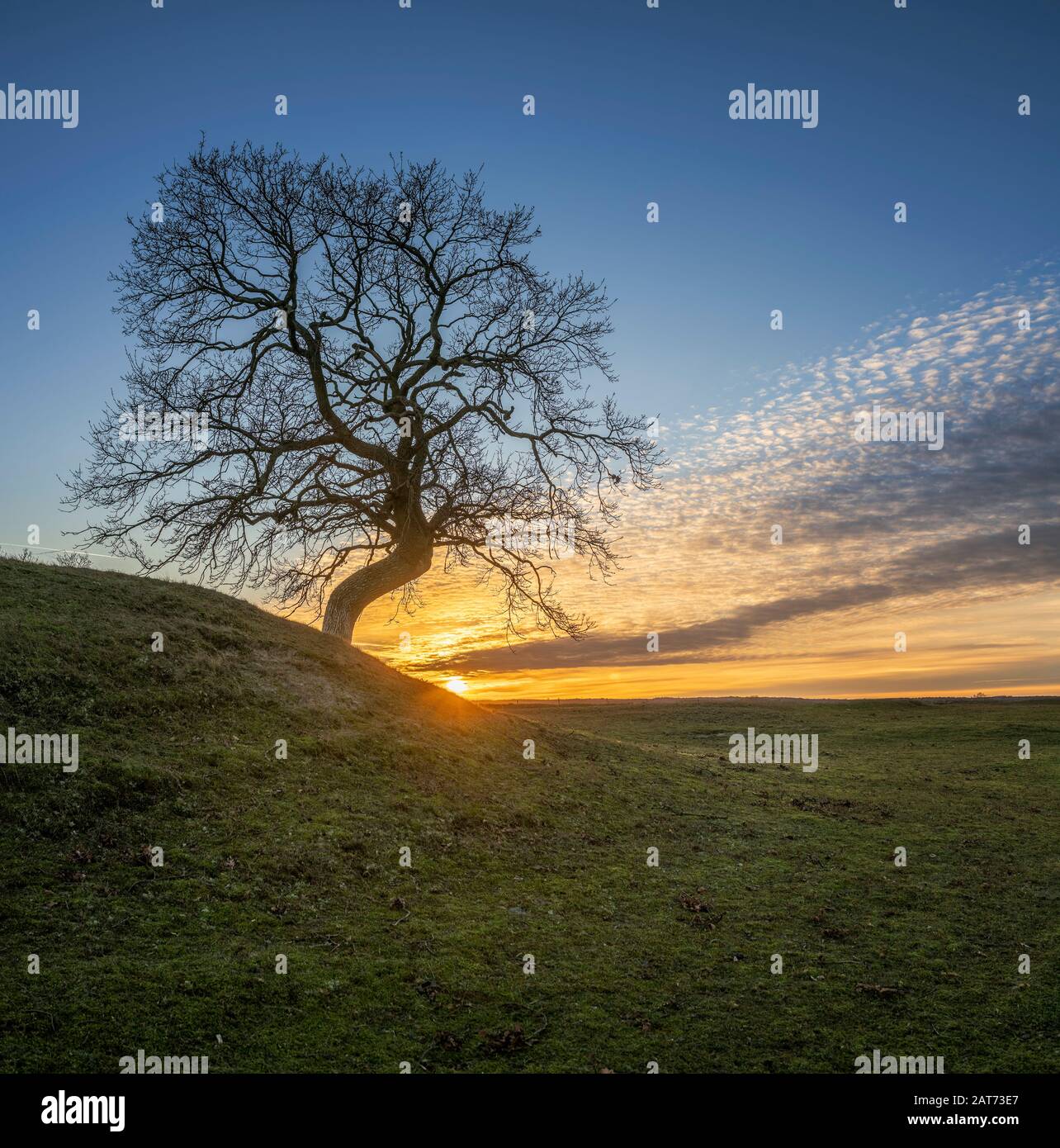 Einsamer Baum mit nackten Ästen gegen Sonnenuntergang in Havang, Ravlunda, Skane, Schweden, Skandinavien. Stockfoto