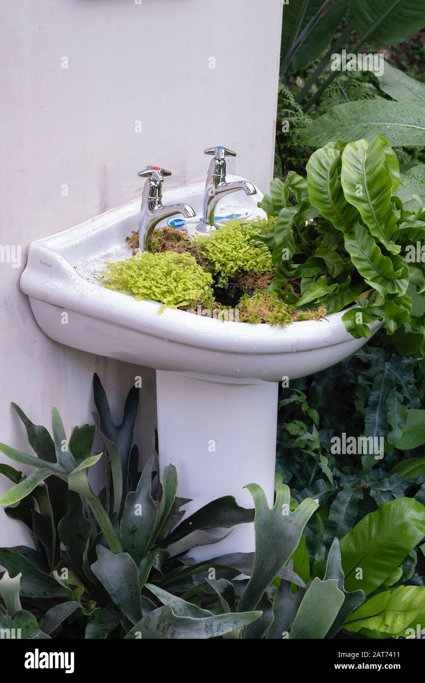 Die Übernahme von Giant Houseplant wird im Glashaus in RHS Wisley Gardens, Surrey, Großbritannien, ausgestellt. Viktorianisches Haus, das von Zimmerpflanzen zurückgefordert wurde. Januar 2020 Stockfoto