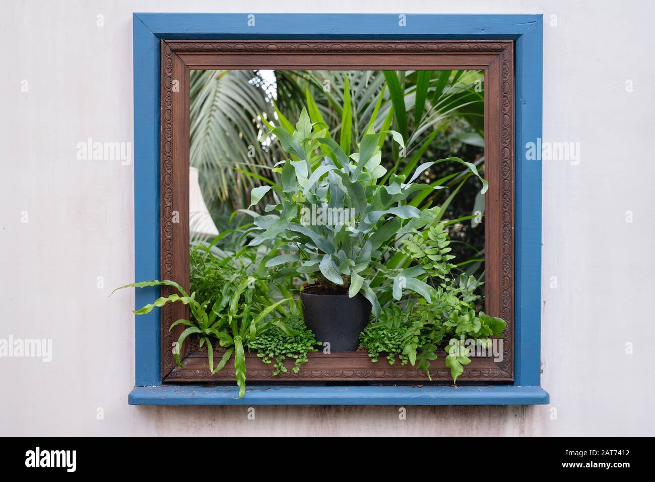 Die Übernahme von Giant Houseplant wird im Glashaus in RHS Wisley Gardens, Surrey, Großbritannien, ausgestellt. Viktorianisches Haus, das von Zimmerpflanzen zurückgefordert wurde. Januar 2020 Stockfoto