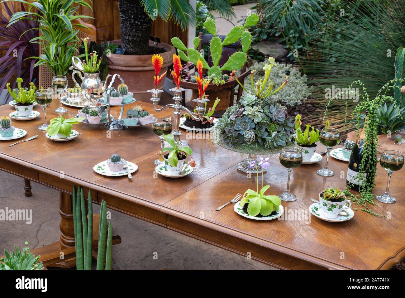 Die Übernahme von Giant Houseplant wird im Glashaus in RHS Wisley Gardens, Surrey, Großbritannien, ausgestellt. Viktorianisches Haus, das von Zimmerpflanzen zurückgefordert wurde. Januar 2020 Stockfoto