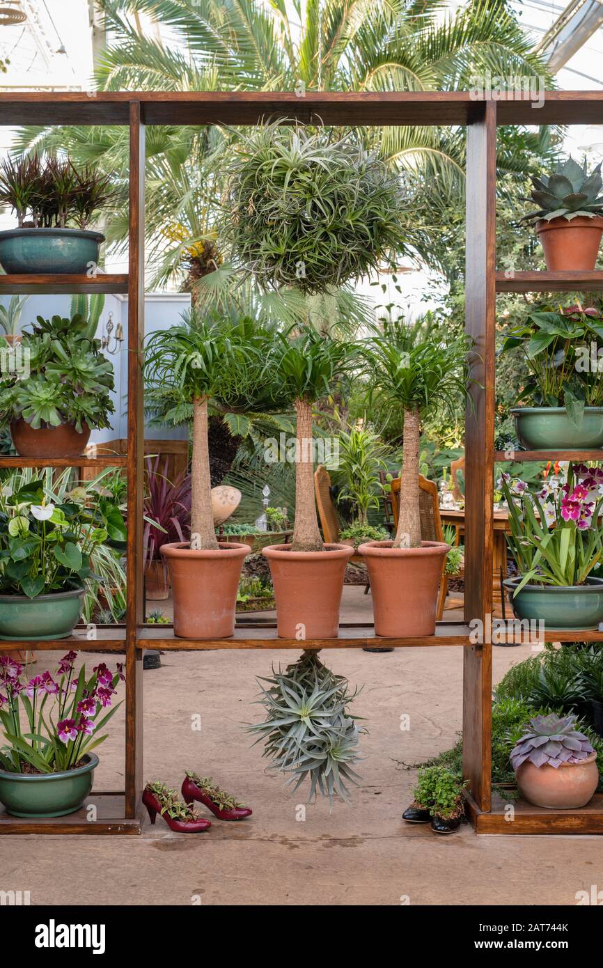 Die Übernahme von Giant Houseplant wird im Glashaus in RHS Wisley Gardens, Surrey, Großbritannien, ausgestellt. Viktorianisches Haus, das von Zimmerpflanzen zurückgefordert wurde. Januar 2020 Stockfoto