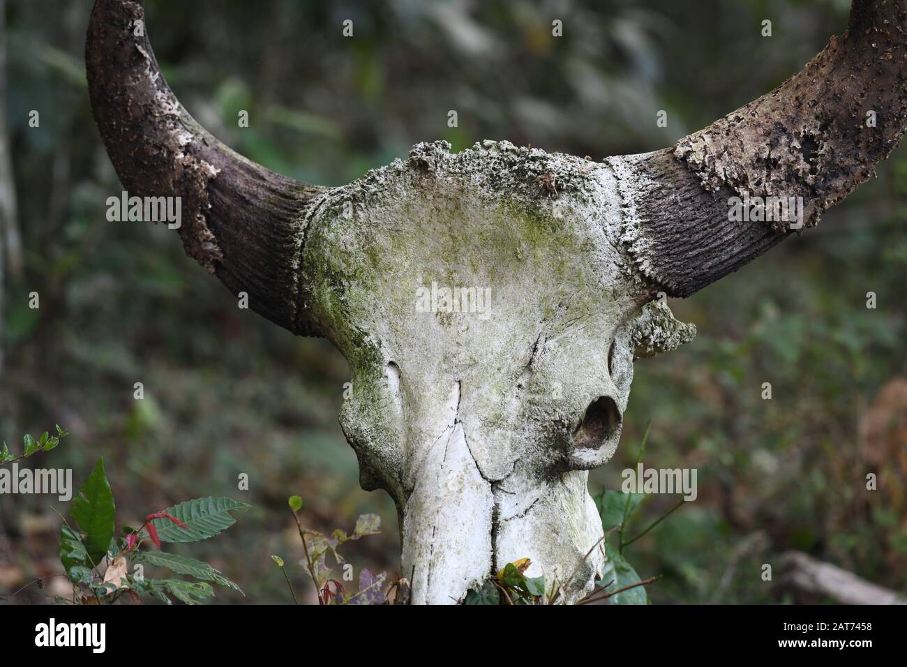 Indischer Bisonschädel mit Hörnern im Periyar-Nationalpark (Periyar-Tiger-Reserve), Kerala, Indien Stockfoto