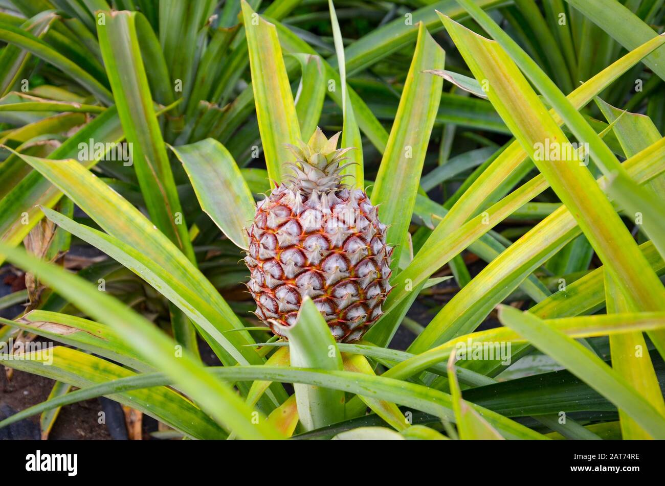 Einzelne reife Ananas, umgeben von grünen und gelben, teils verschwommenen Blättern. Ananas Farm. Tropische Früchte. Stockfoto