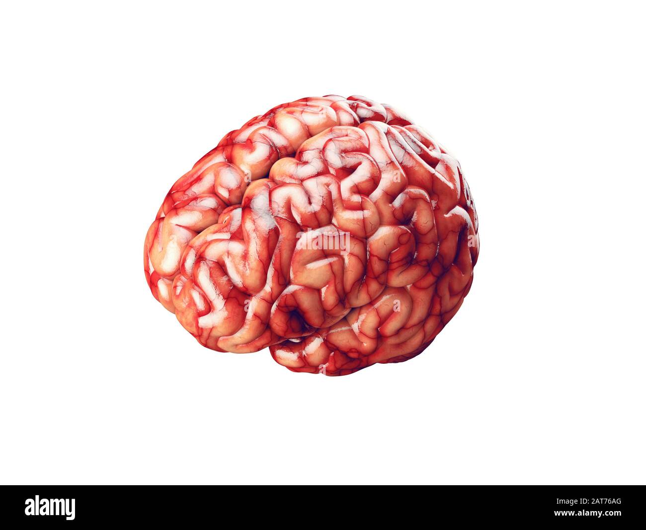 Realistische 3D-Darstellung des menschlichen Gehirns mit auf Weiß isolierten Blutgefäßen Stockfoto