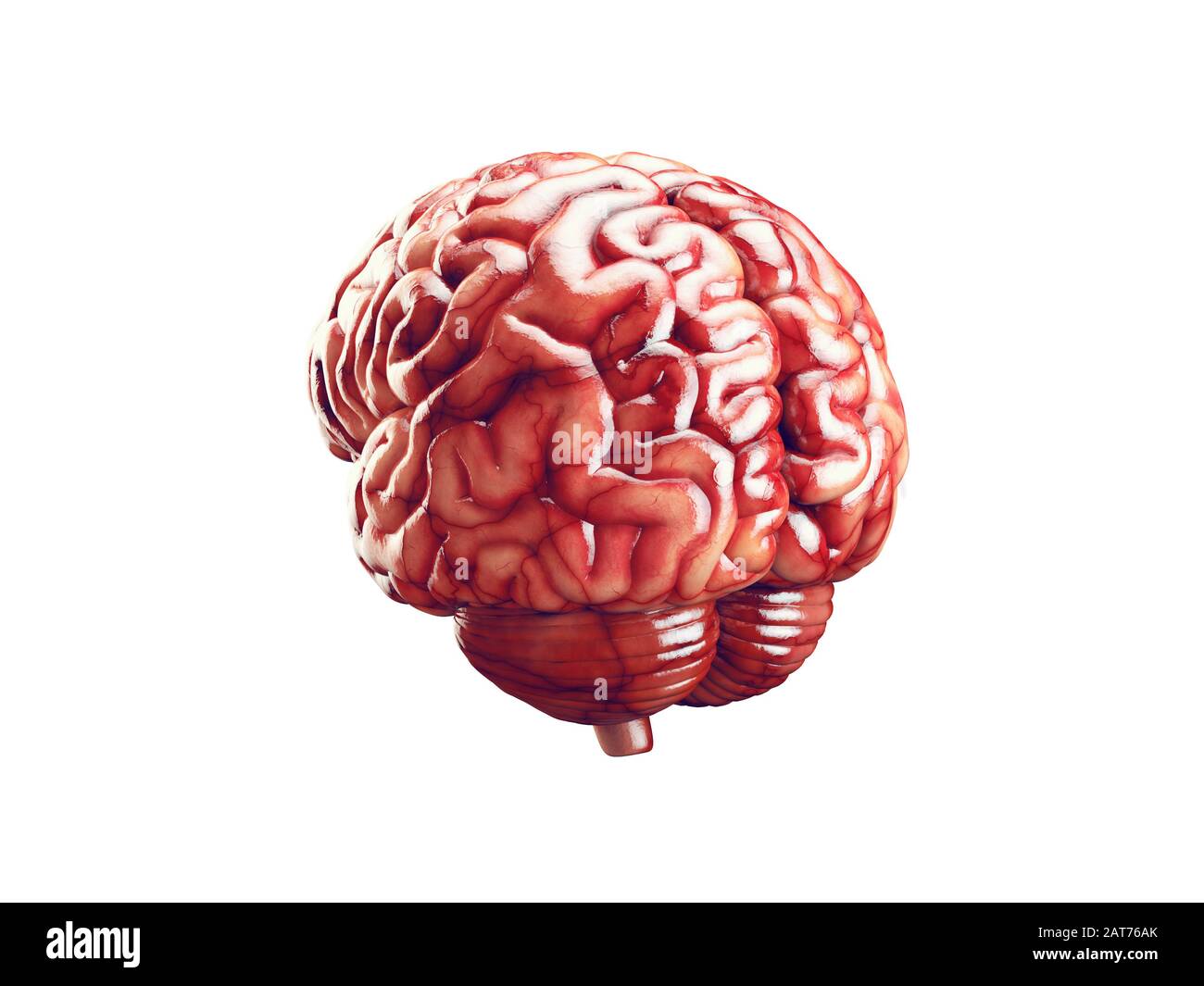 Realistische 3D-Darstellung des menschlichen Gehirns mit Blutgefäßen isoliert Stockfoto