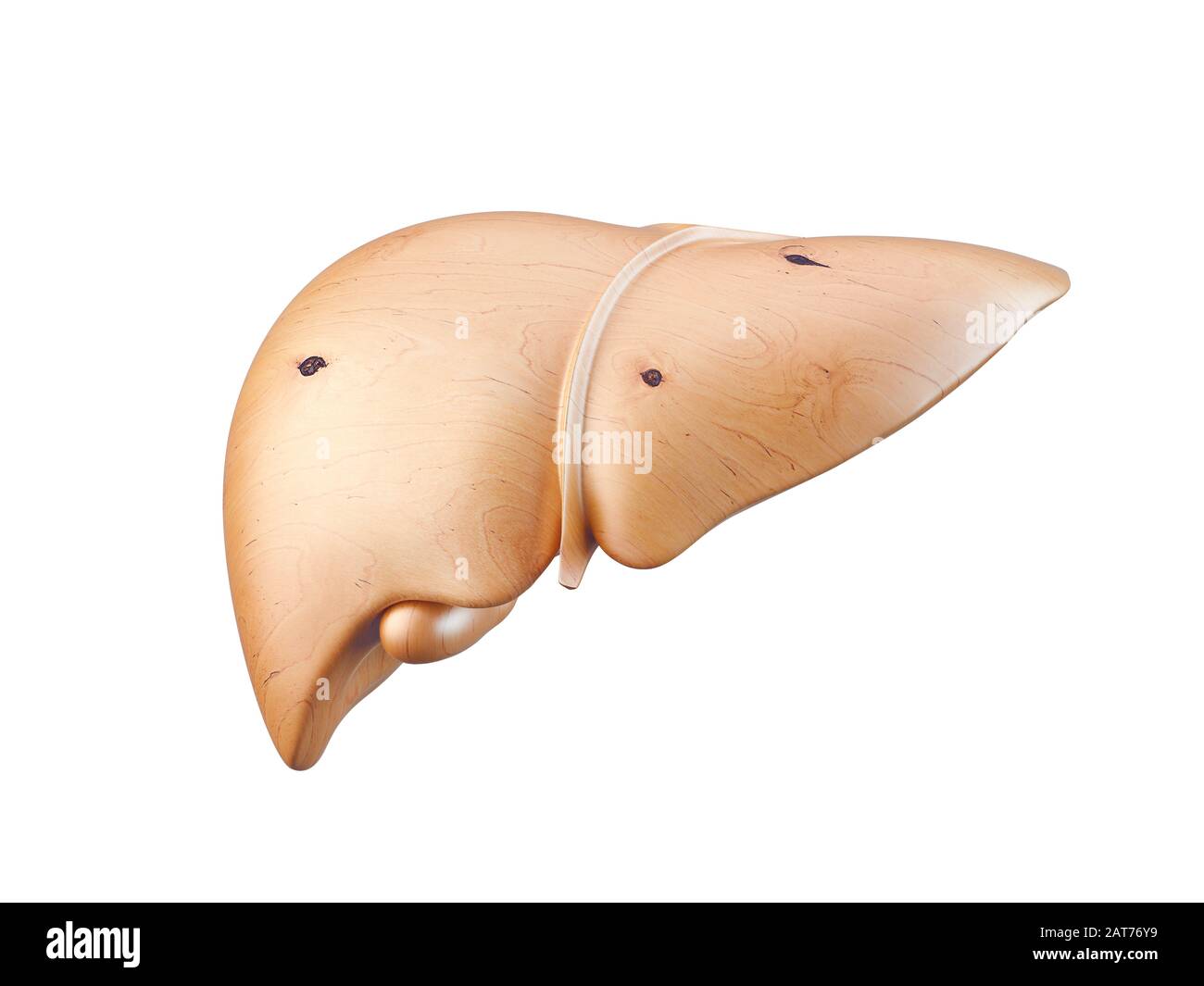 Holzmodell der menschlichen Leber mit Gallenblase isoliert auf Weiß Stockfoto