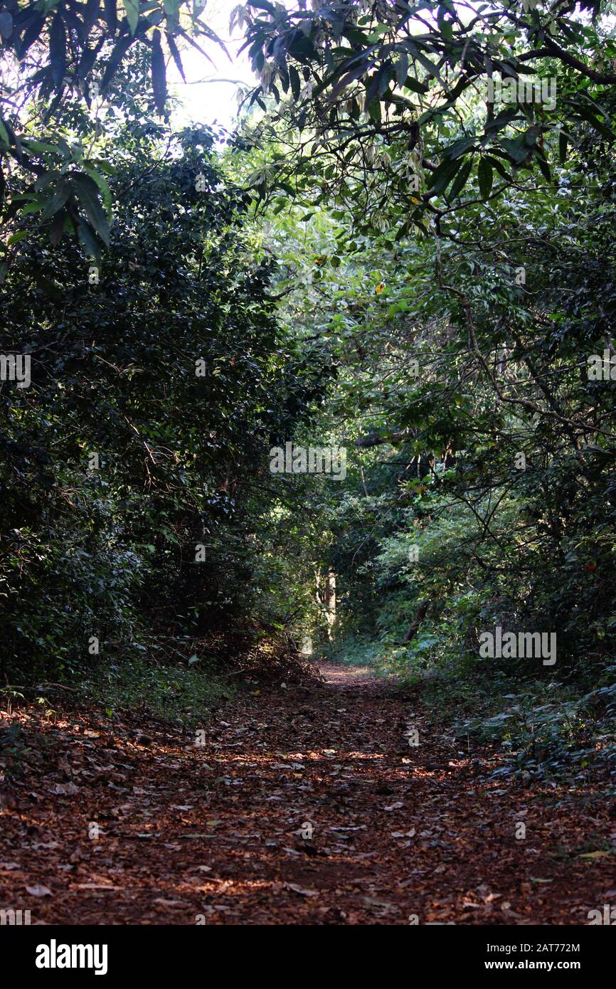 Einsamer Weg unter dickem grünen Laub im indischen Wald bei Tageslicht Stockfoto