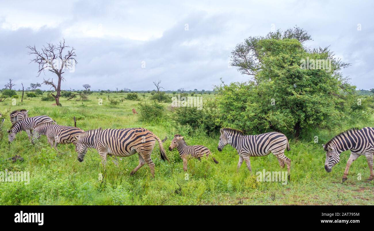Kleine Familienherde von Burchells Zebras isoliert im Kruger National Park in Südafrika Bild im Landschaftsformat Stockfoto