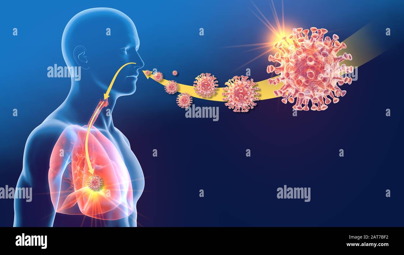 3D-Darstellung mit Corona-Virus, MERS-Virus, Middle East Respiratory Syndrom, Pneumonie, Lunge, Nierenversagen Stockfoto