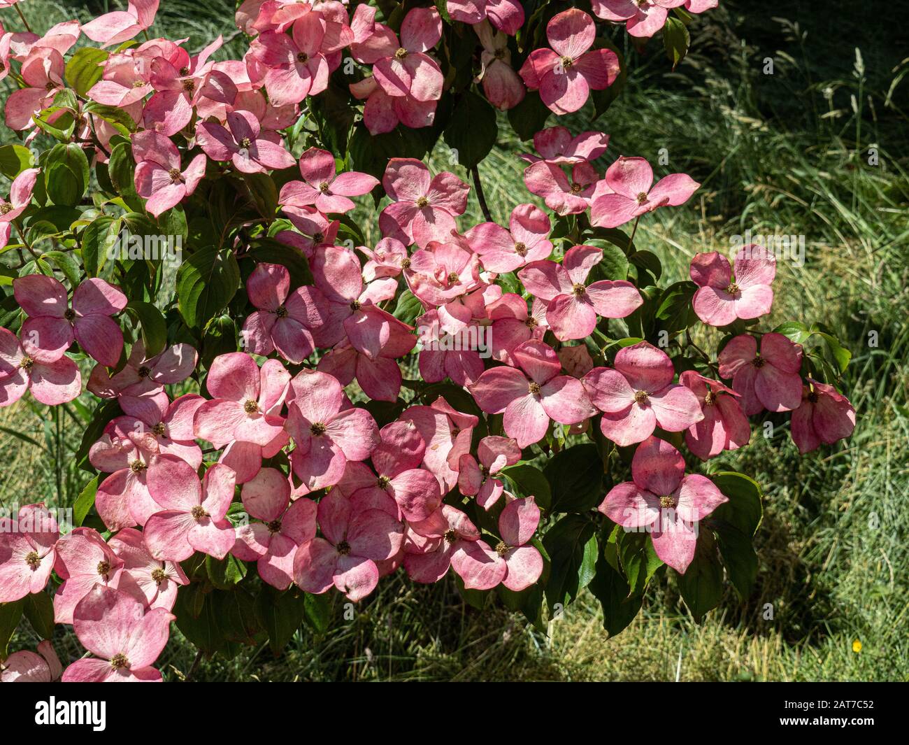 Eine Nahaufnahme der hellrosafarbenen Blumen von Cornus kousa Satomi Stockfoto