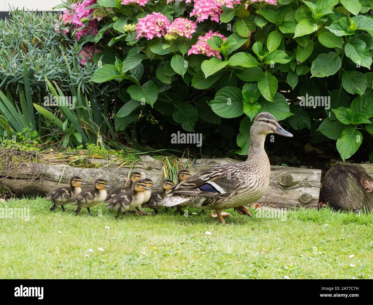 Eine weibliche Mallard-Ente, die eine Gruppe von Entenklungen entlang einer Gartengrenze führt Stockfoto