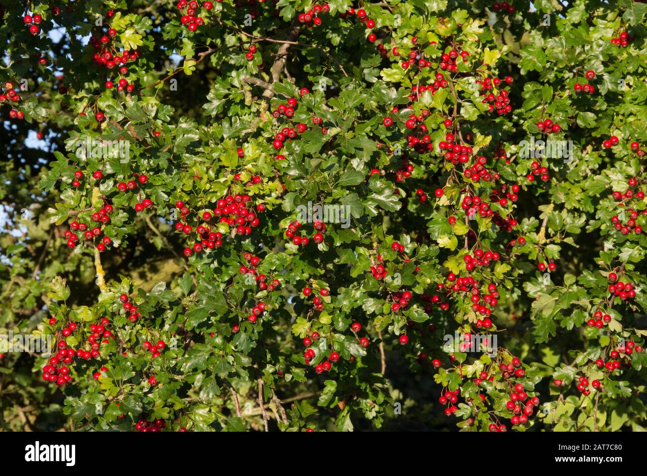 Eine große Hecke aus Weißdorndorn Crataegus monogyna, die die leuchtend roten Beeren im Morgenlicht zeigt Stockfoto