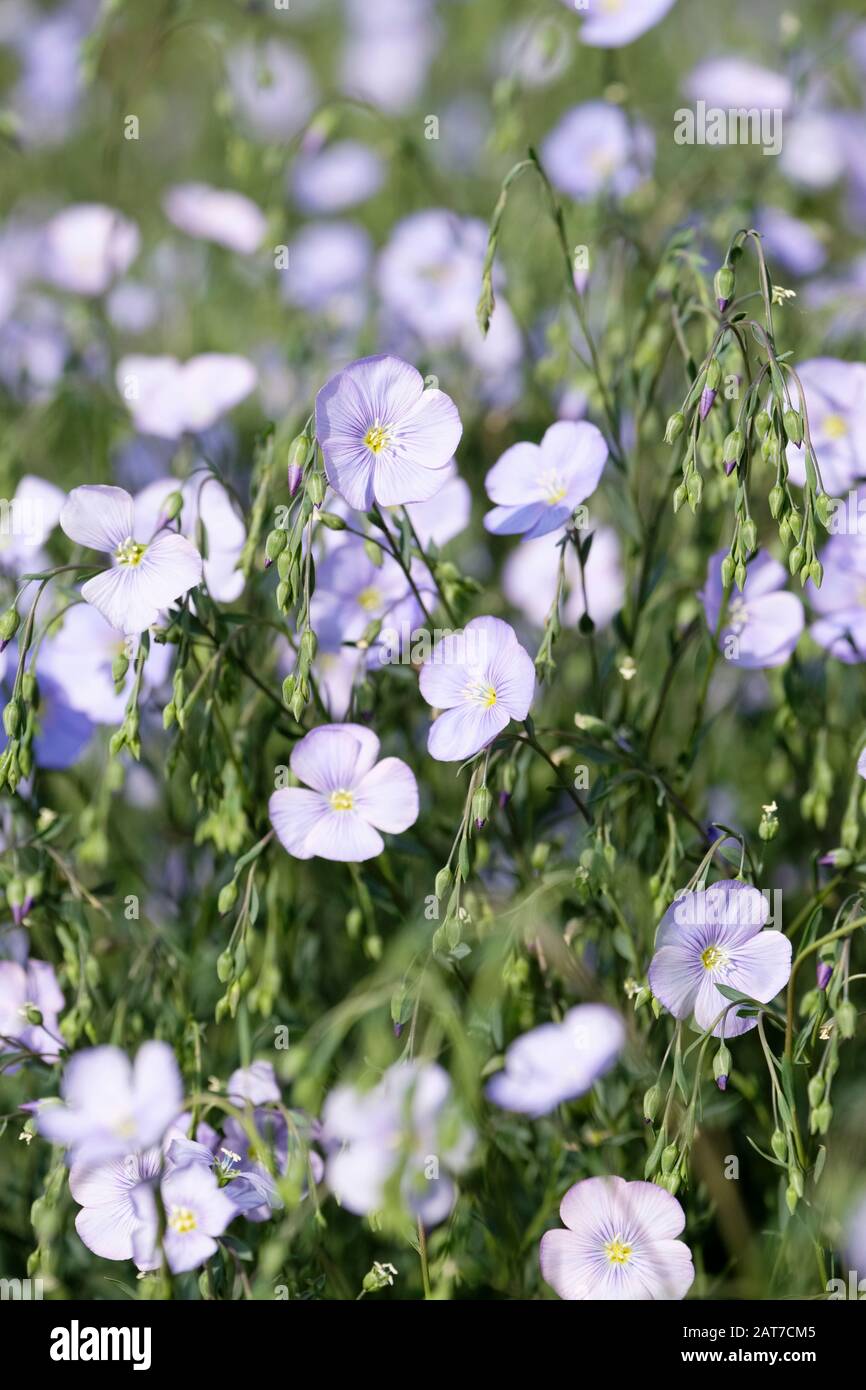Blassblaue Blumen aus Flachs (Linum usitatissimum), auch gewöhnlicher Flachs oder Leinsamen genannt Stockfoto