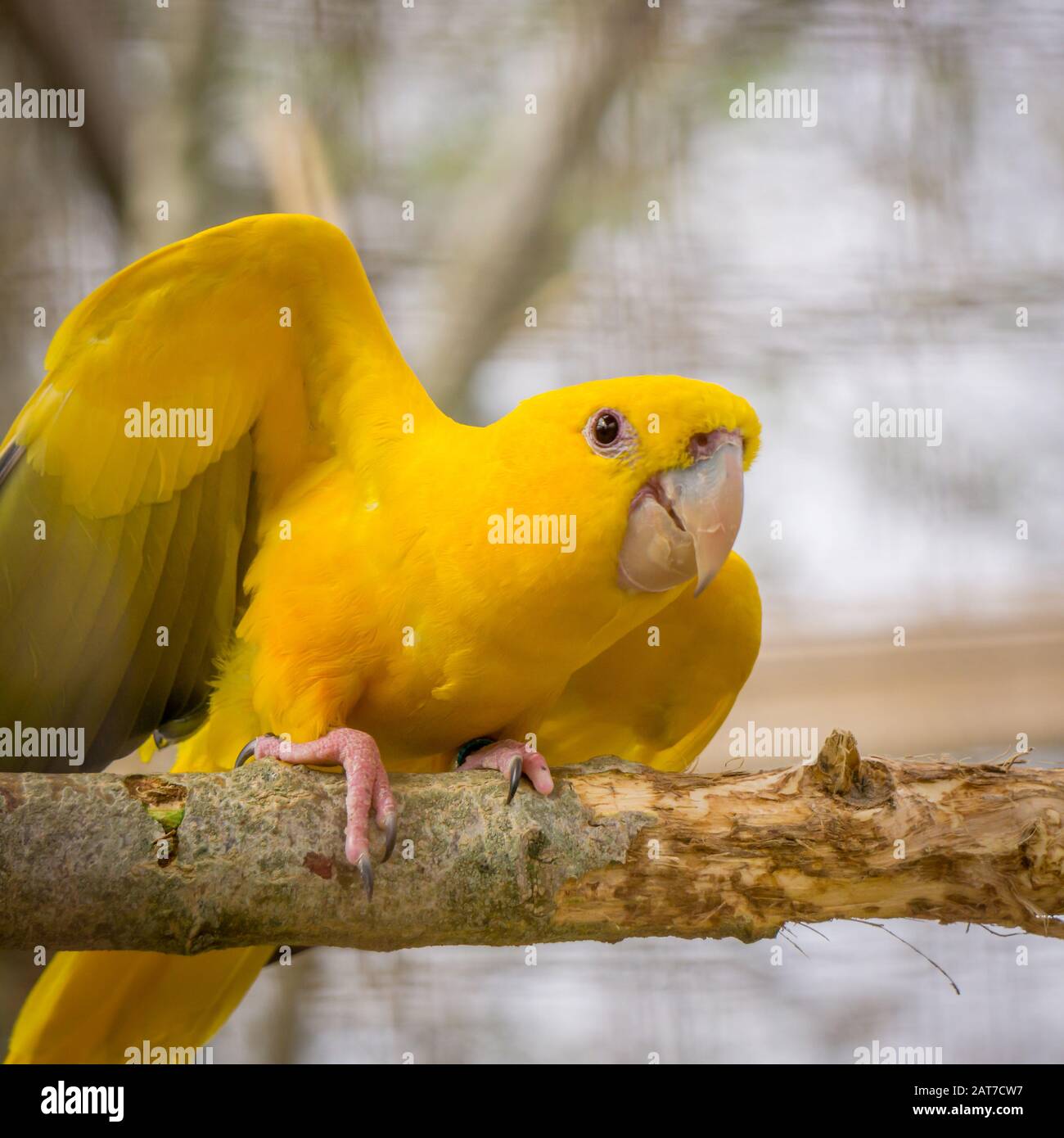 Der Papagei "Golden Conure" (Aratinga guarouba) thront auf einem Zweig, der sich auf den Start vorbereitet Stockfoto