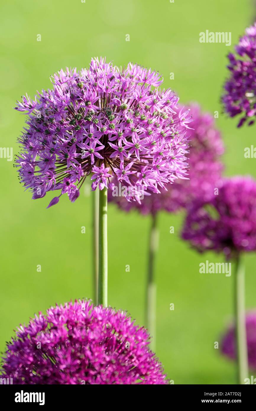 Blassviolette Blumen von Allium 'Gladiator', Frühsommer Stockfoto