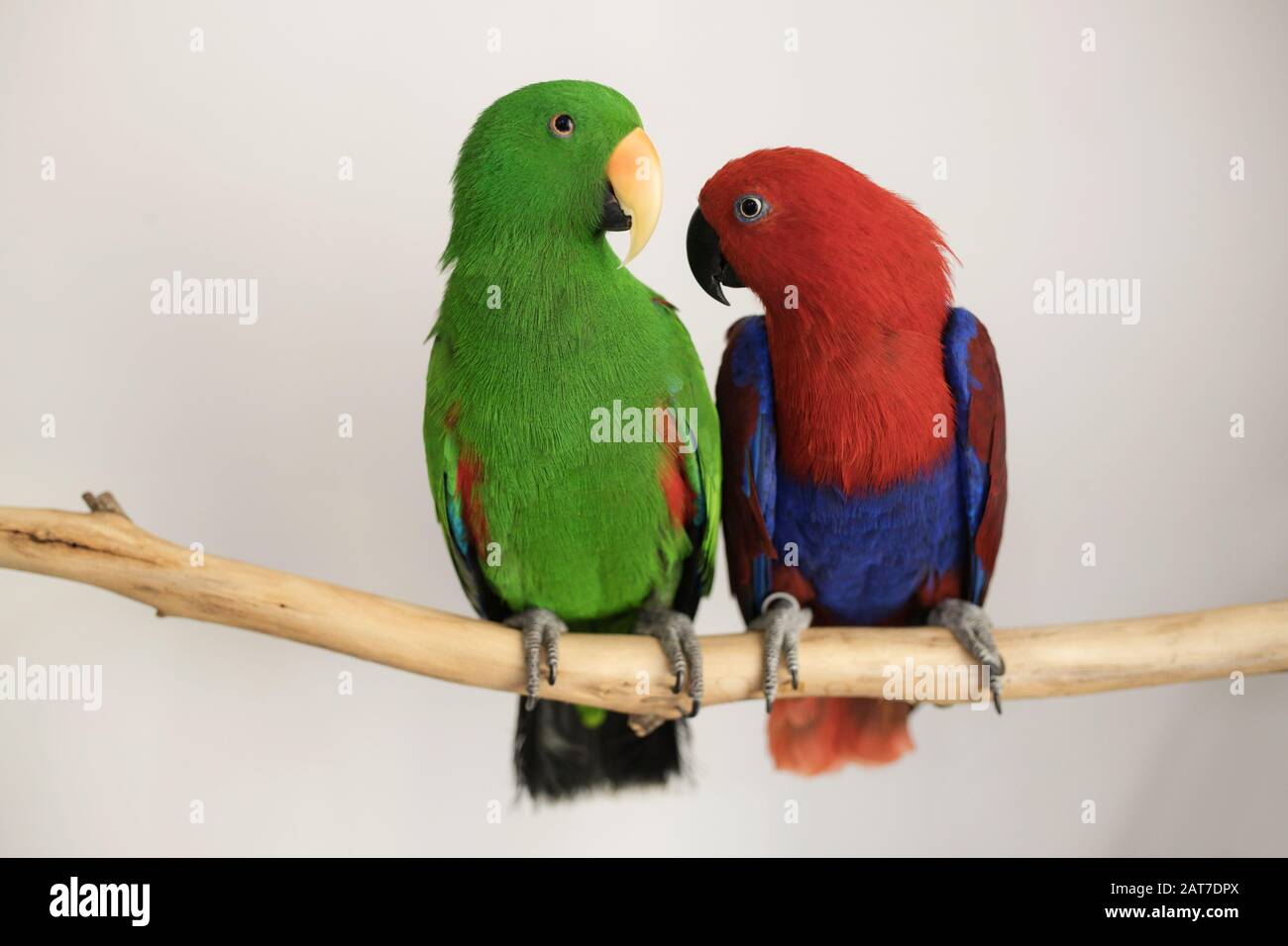 Zwei in Gefangenschaft gezüchtete sexuell dimorphe Eclectus roratus Papageien sitzen auf einem Zweig, einer ist männlich grünen Papagei, der andere ist ein weiblicher rot-blau Papagei Stockfoto