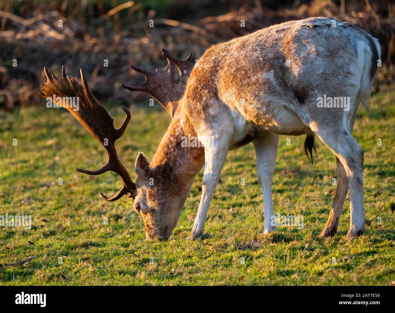 Ausgewachsene Falten Hirsch Dama Dama mit feinem Paar Geweih im Spätsommer im Ashton Court Bristol UK Stockfoto