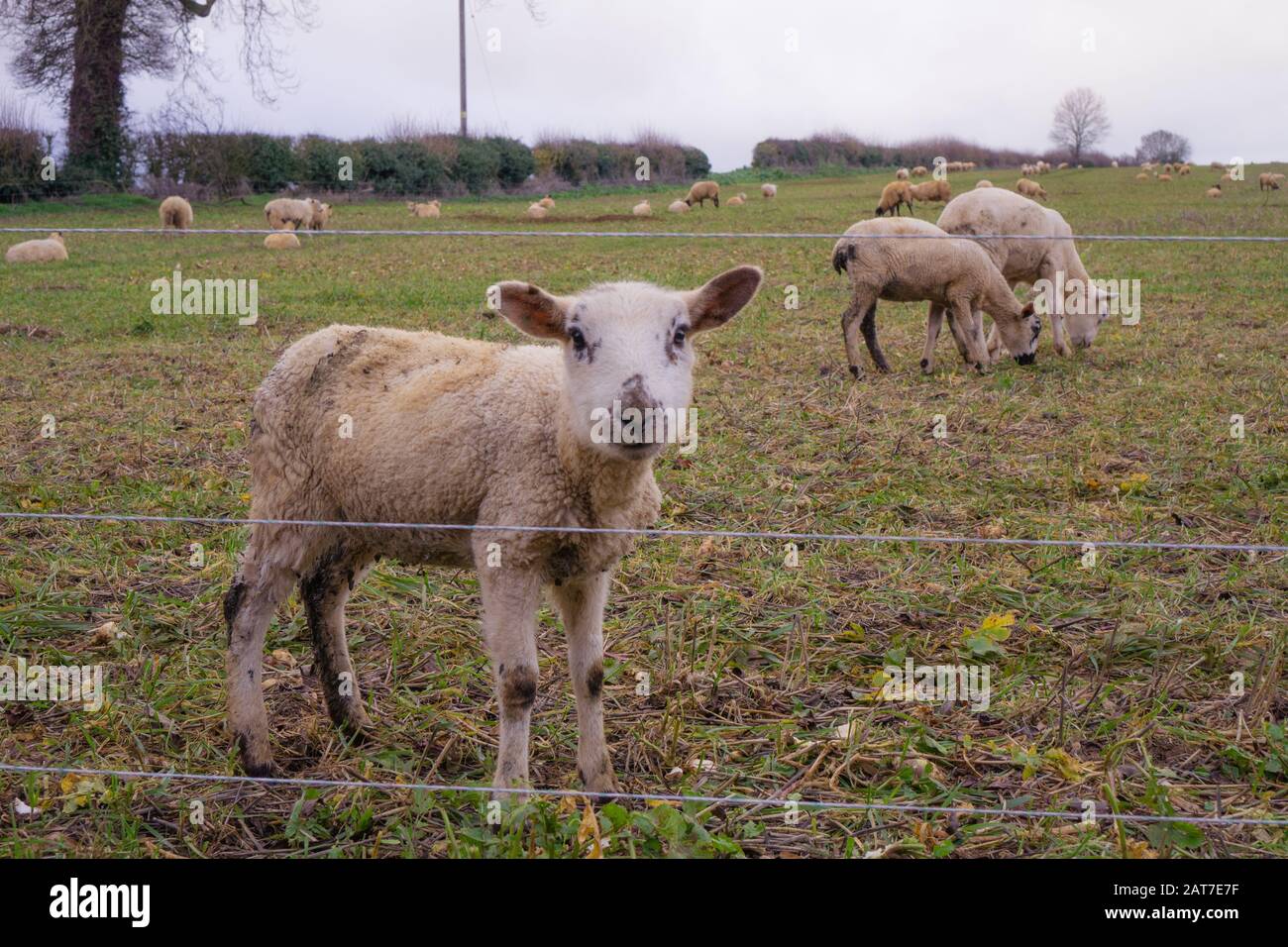 Ein neugieriges Lamm aus dem Frühling blickt durch den Zaun, Großbritannien Stockfoto