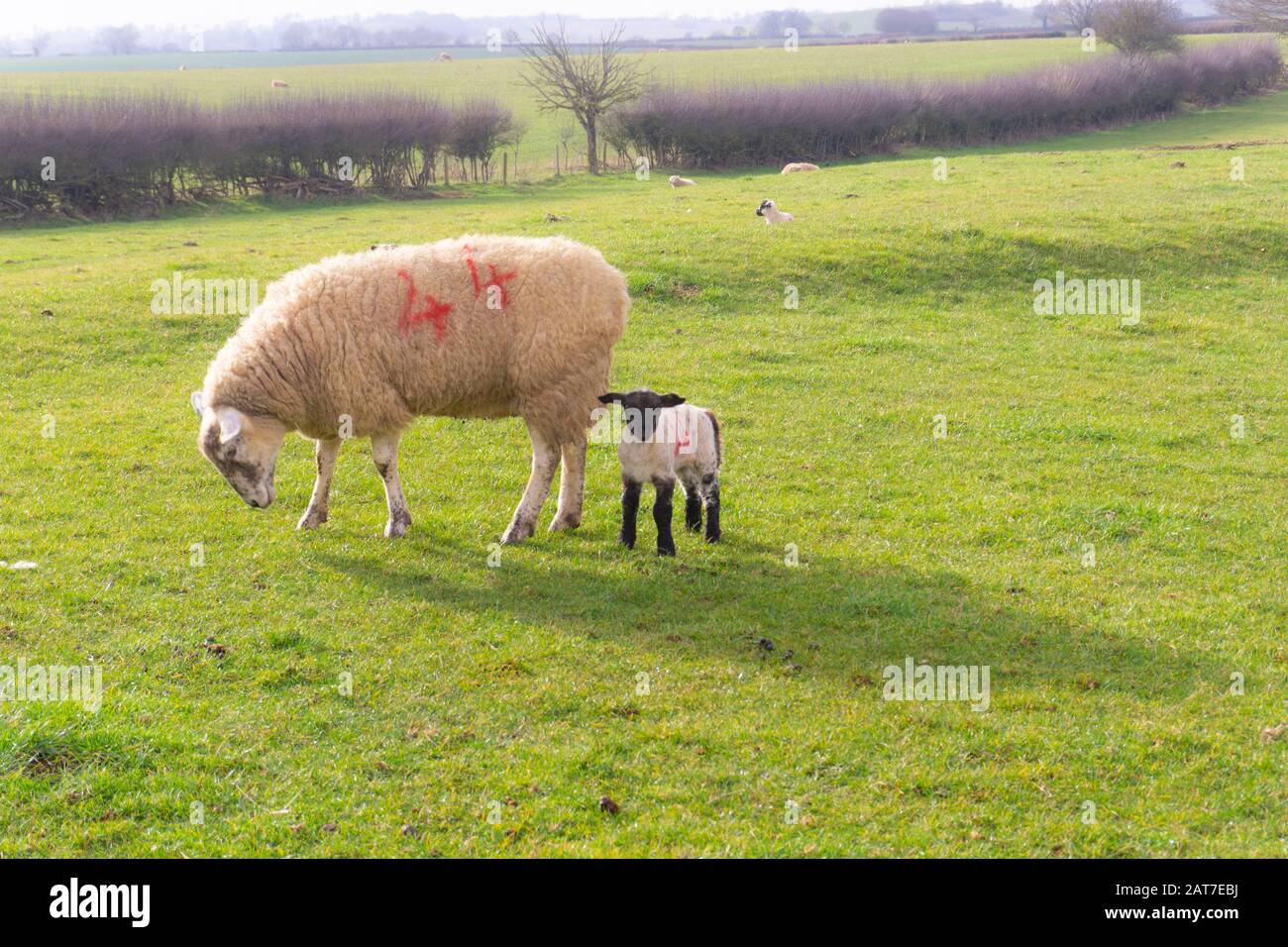 Ein Schaf grast auf einem grünen Feld, während ihr junges Lamm in sanftem Frühlingstag, ländlicher Szene neben ihr steht Stockfoto