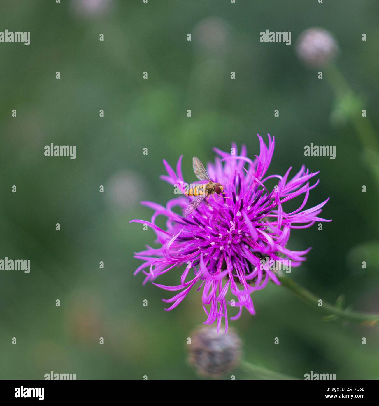 Rosa Echinops Blume mit einer Schwebfliege darauf Stockfoto