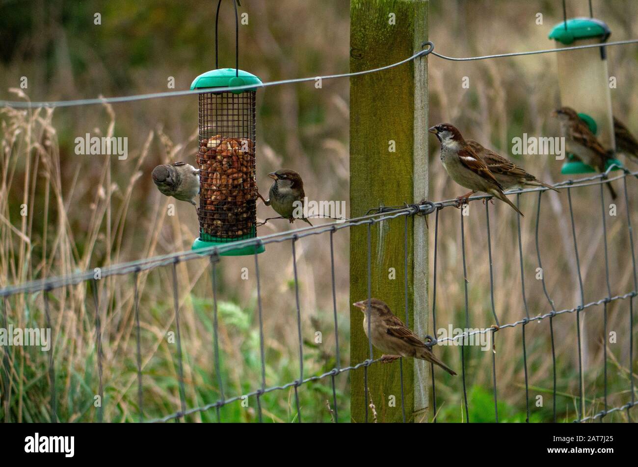 Hausparrows ( Passer domestcus ), die sich in einem Garten in OsterRoss Scotland UK von einem Vogelzubringer ernähren Stockfoto