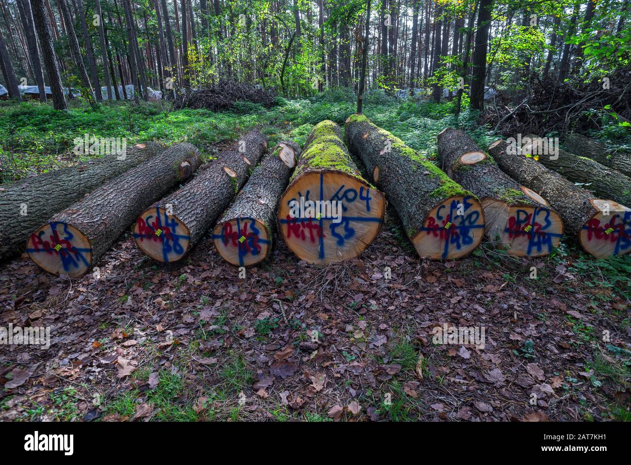 Markierungen auf gefällten Bäumen, Bayern, Deutschland Stockfoto