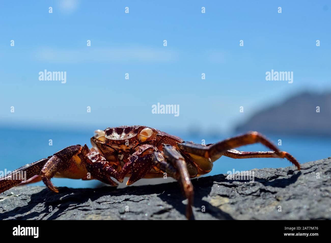 Red Crab in La Graciosa, Kanarische Inseln Stockfoto