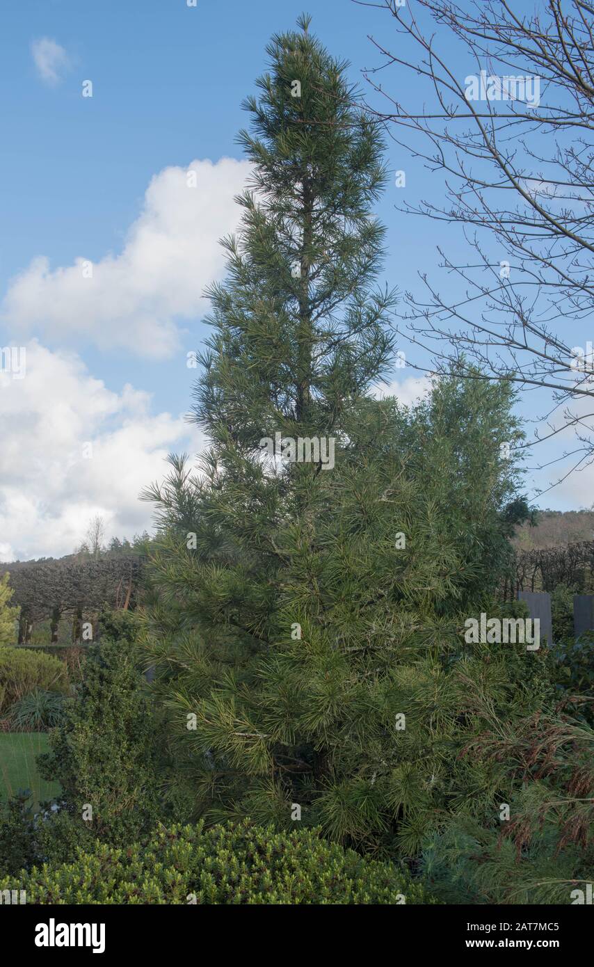 Winterliches Laub eines immergrünen japanischen Regenschirms Pine Tree (Sciadopitys verticillata) in einem Garten im ländlichen Devon, England, Großbritannien Stockfoto