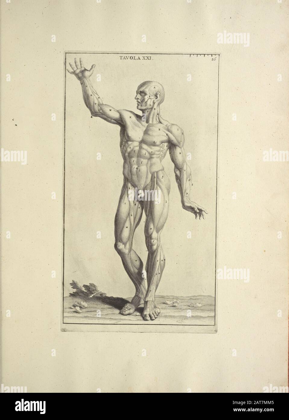Der Holzschnittdruck der menschlichen Anatomie von Anatomia per uso et intelligenza del disegno wurde 1691 in Rom gedruckt Stockfoto