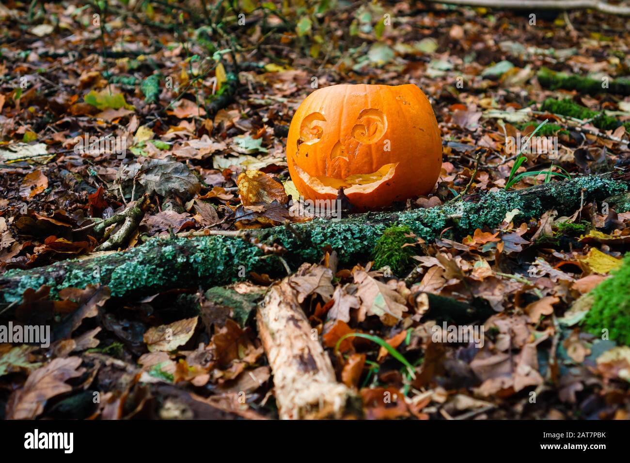 Geschnitzte Kürbisse, versteckt im Holz für Halloween Stockfoto