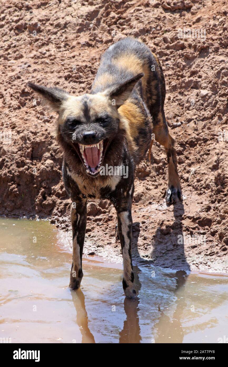 Afrikanischer Gemalter Hund Lycaon pictus Stockfoto