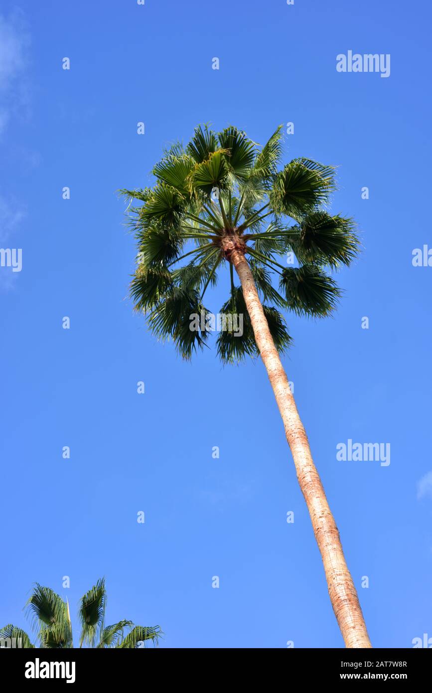 Palmenbaum in Kalifornien Stockfoto