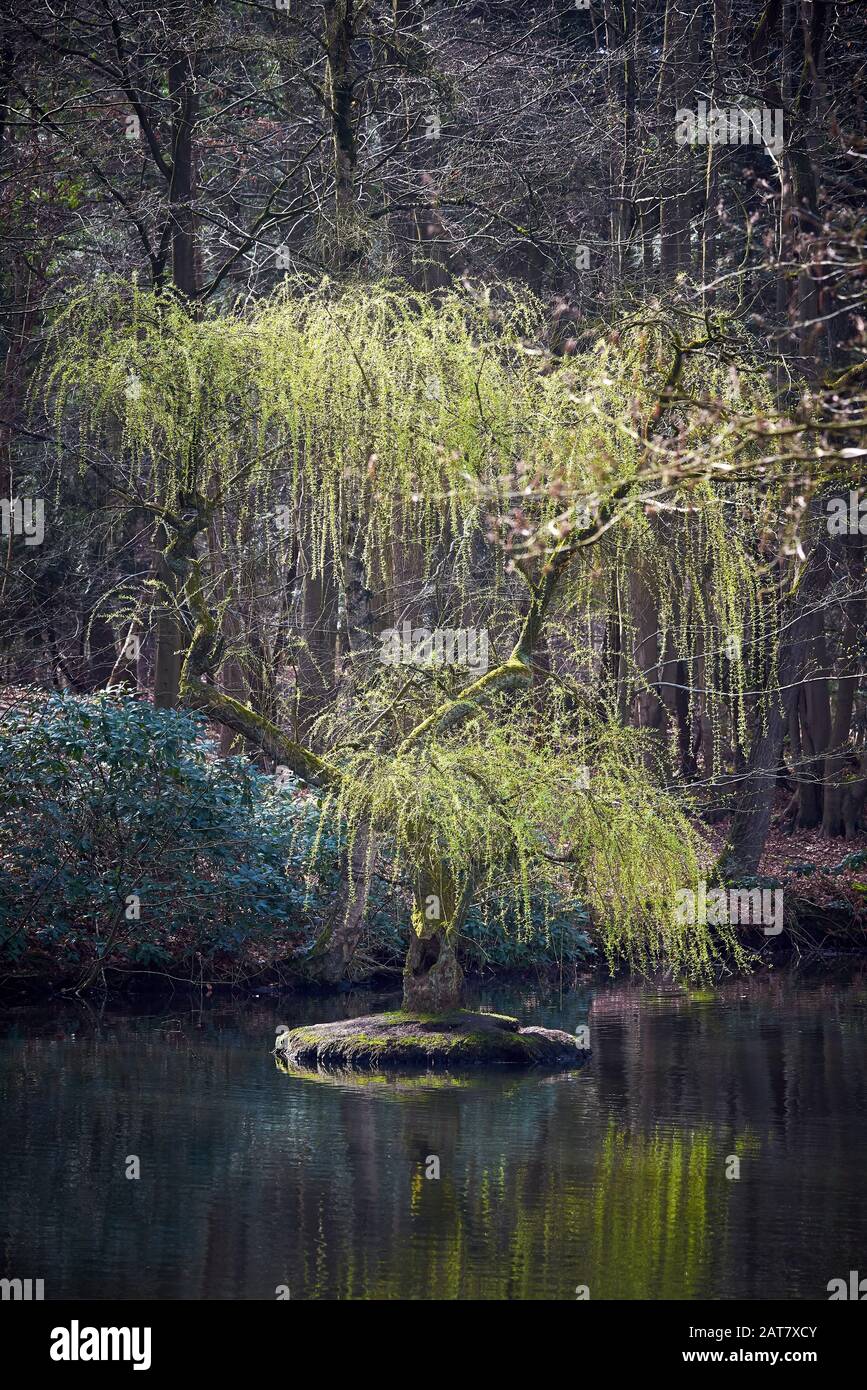 Weinende Weide auf Insel, Teich im Wald Stockfoto