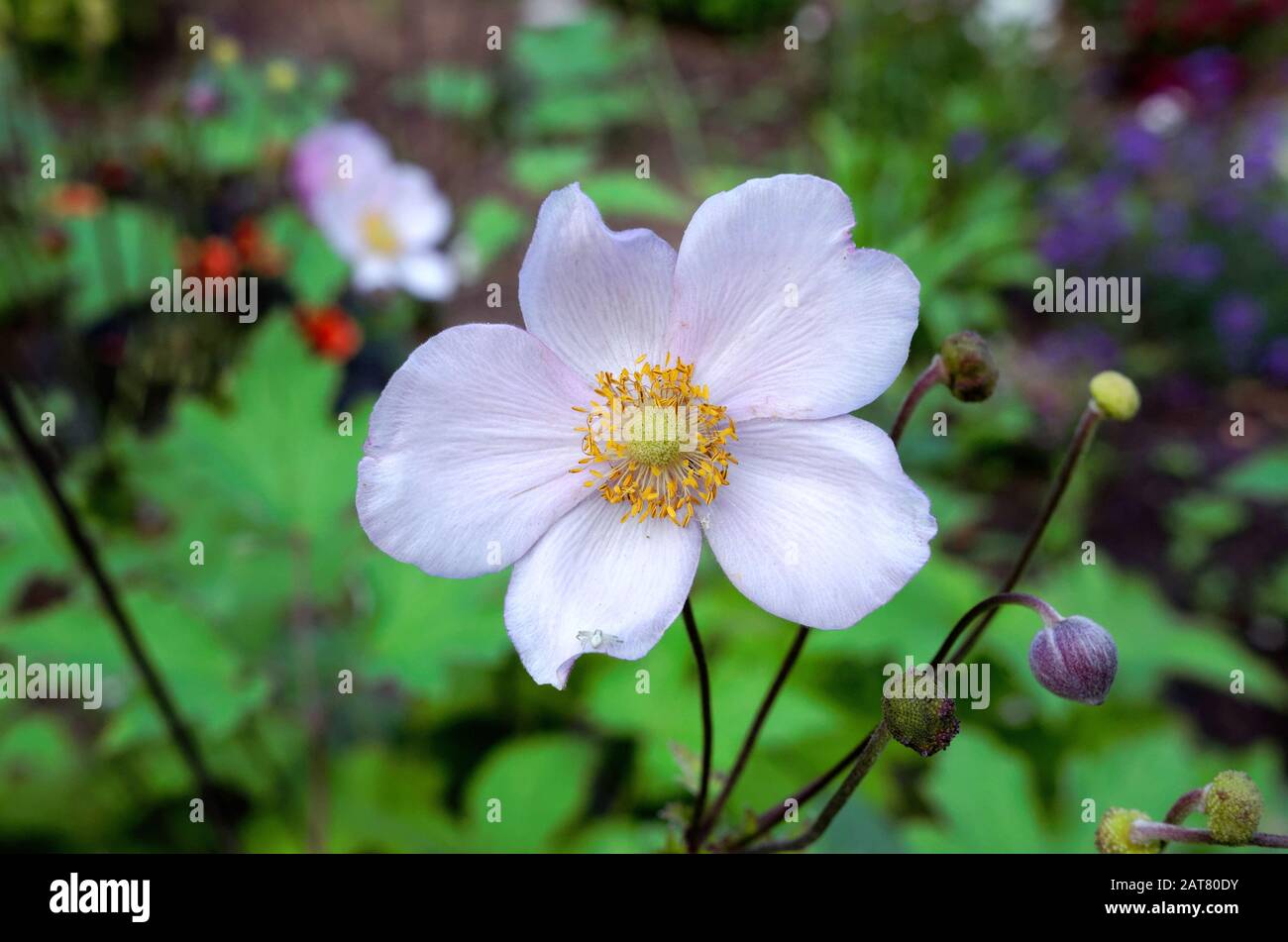 Windblume 'Anemone hupehensis' vor verschwommenem grünen Hintergrund Stockfoto