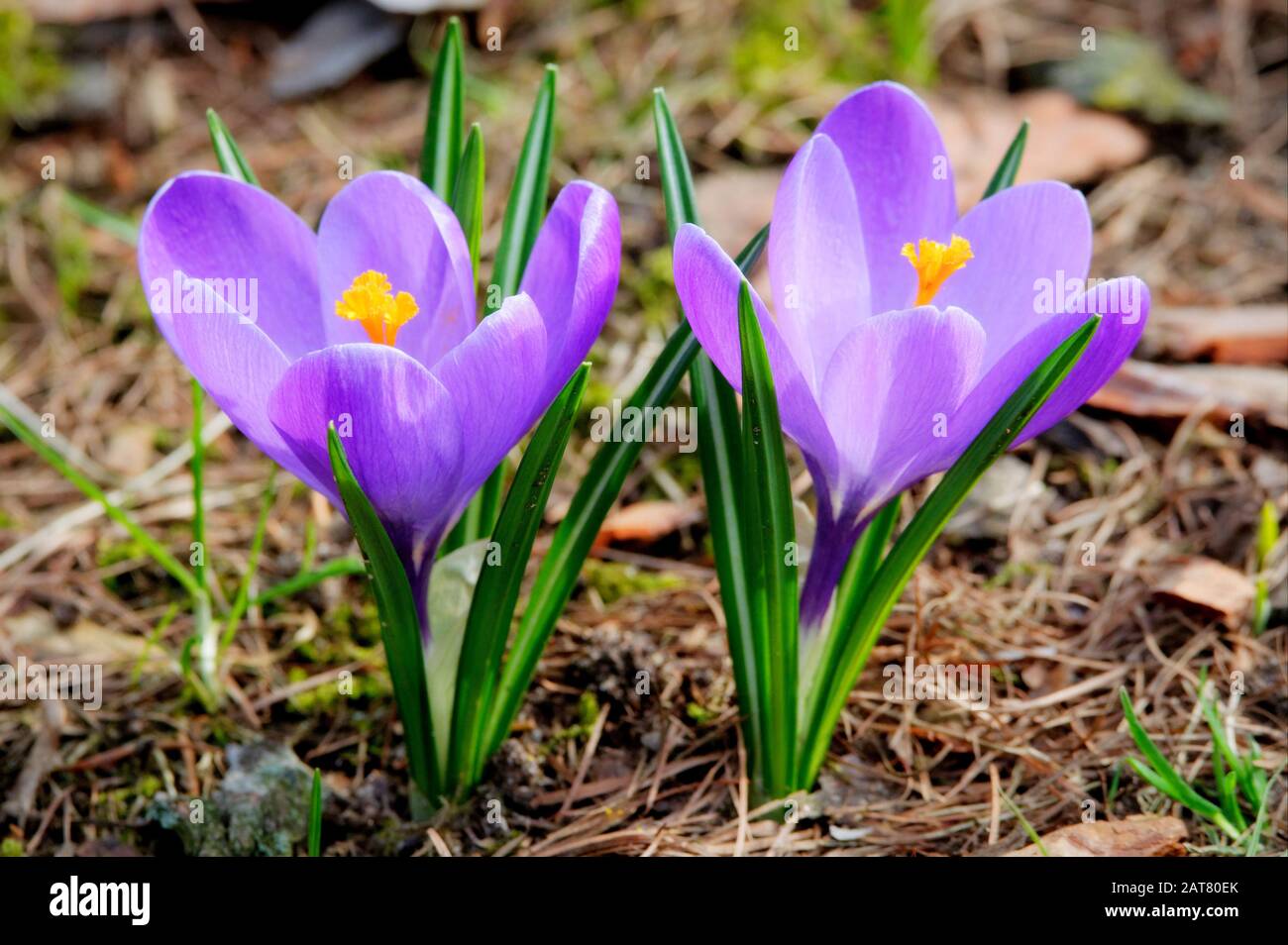 Erste Krokusse auf einer Wiese im Frühjahr Stockfoto