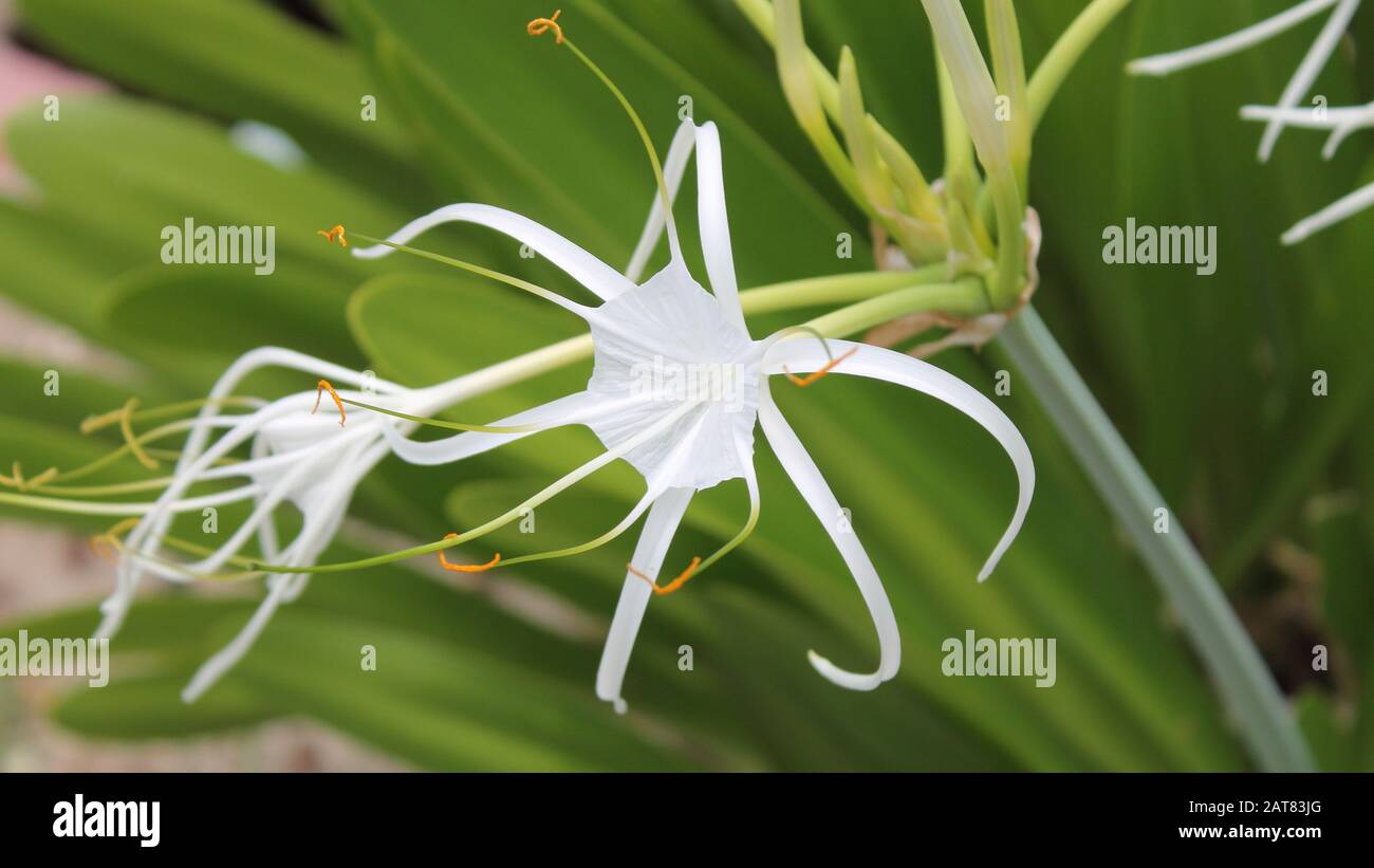 Weiße Blume am kubanischen Strand (Camaguey) Stockfoto