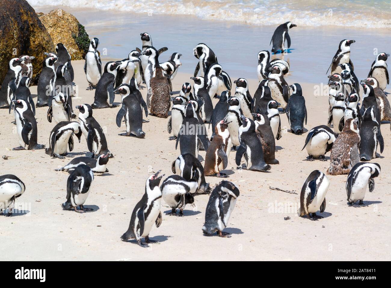 Afrikanische Pinguinkolonie (Spheniscus demersus) am Boulders Beach, Simons Town, Kapstadt, Südafrika Stockfoto