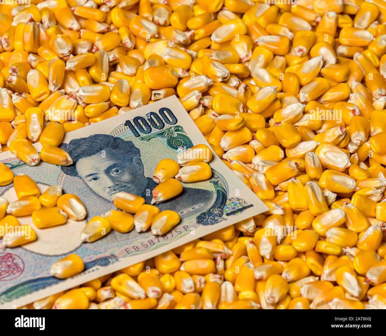 Japanische 1000 Yen-Rechnung umgeben von Maiskörnern. Konzept des japanischen Handelsabkommens, der Importe und der Zölle Stockfoto