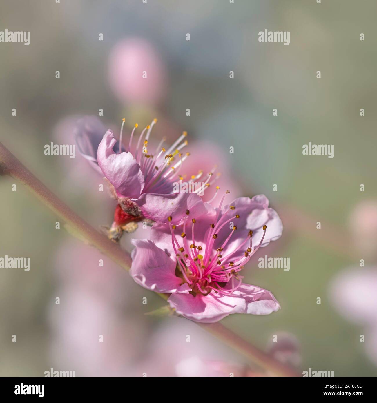 Hellrosa Blume aus dem Pfirsichbaum Stockfoto
