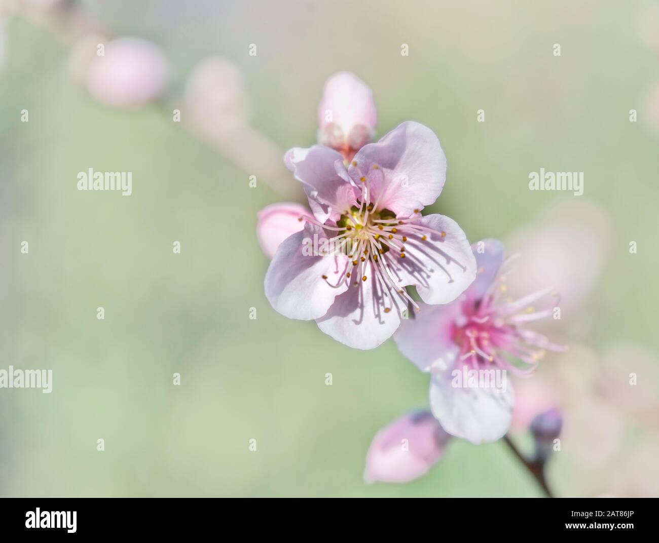Hellrosa Blume aus dem Pfirsichbaum Stockfoto
