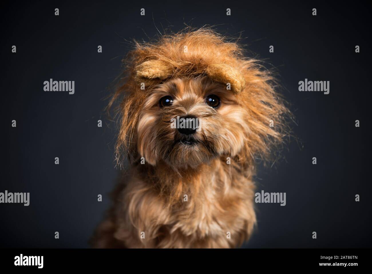 Niedlicher kleiner Hund mit Löwenmähne Stockfoto