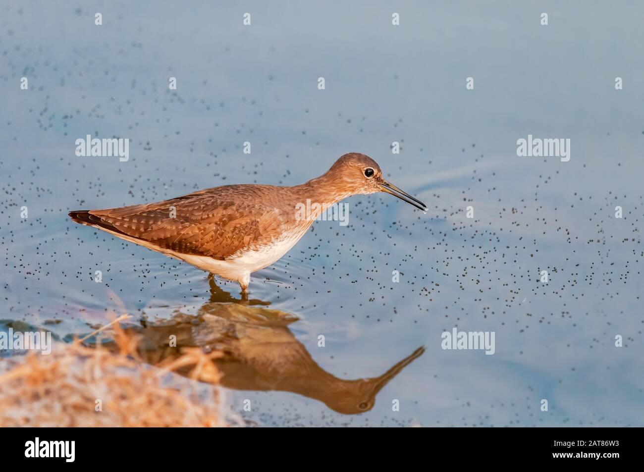 Ein grüner Sandpiper, der Lebensmittel in Wasser sucht Stockfoto