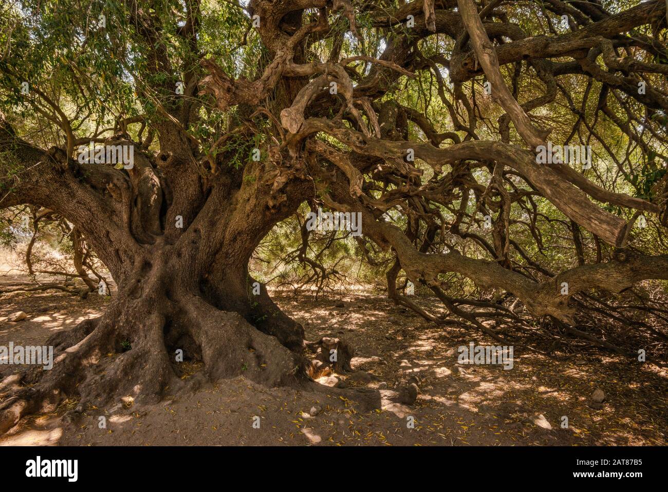 Knorrige ste des Alten, 2000 Jahre alten Olivenbaum an olivastri Millenari  erhalten, in der Nhe von Lago di Liscia, Provinz Sassari, Sardinien,  Italien Stockfotografie - Alamy