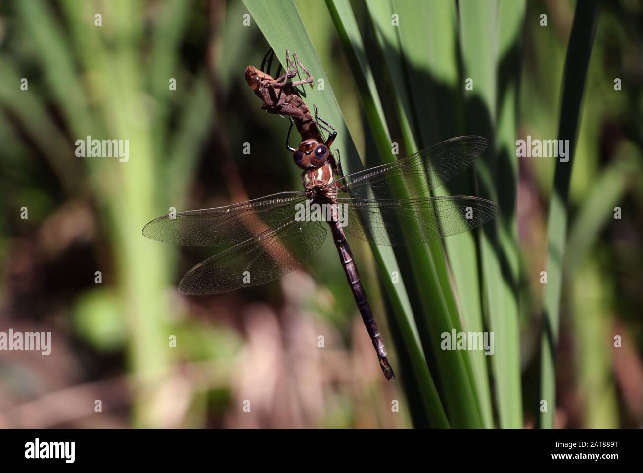 Darner Dragonfliege brütet auf dem Kattail aus der Nymphe State Ohio USA Stockfoto