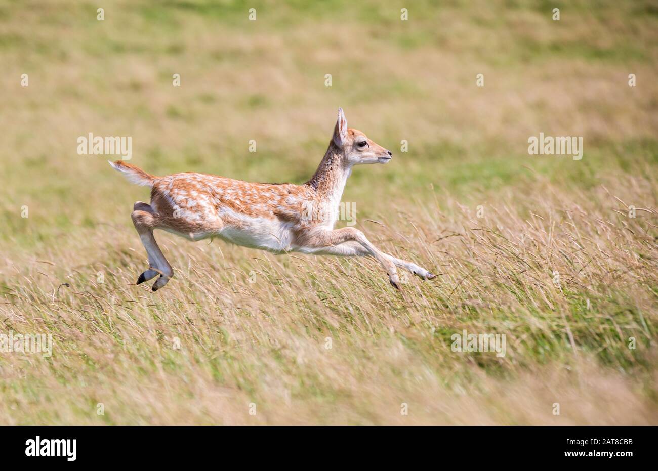 Damwild laufen und springen Stockfoto