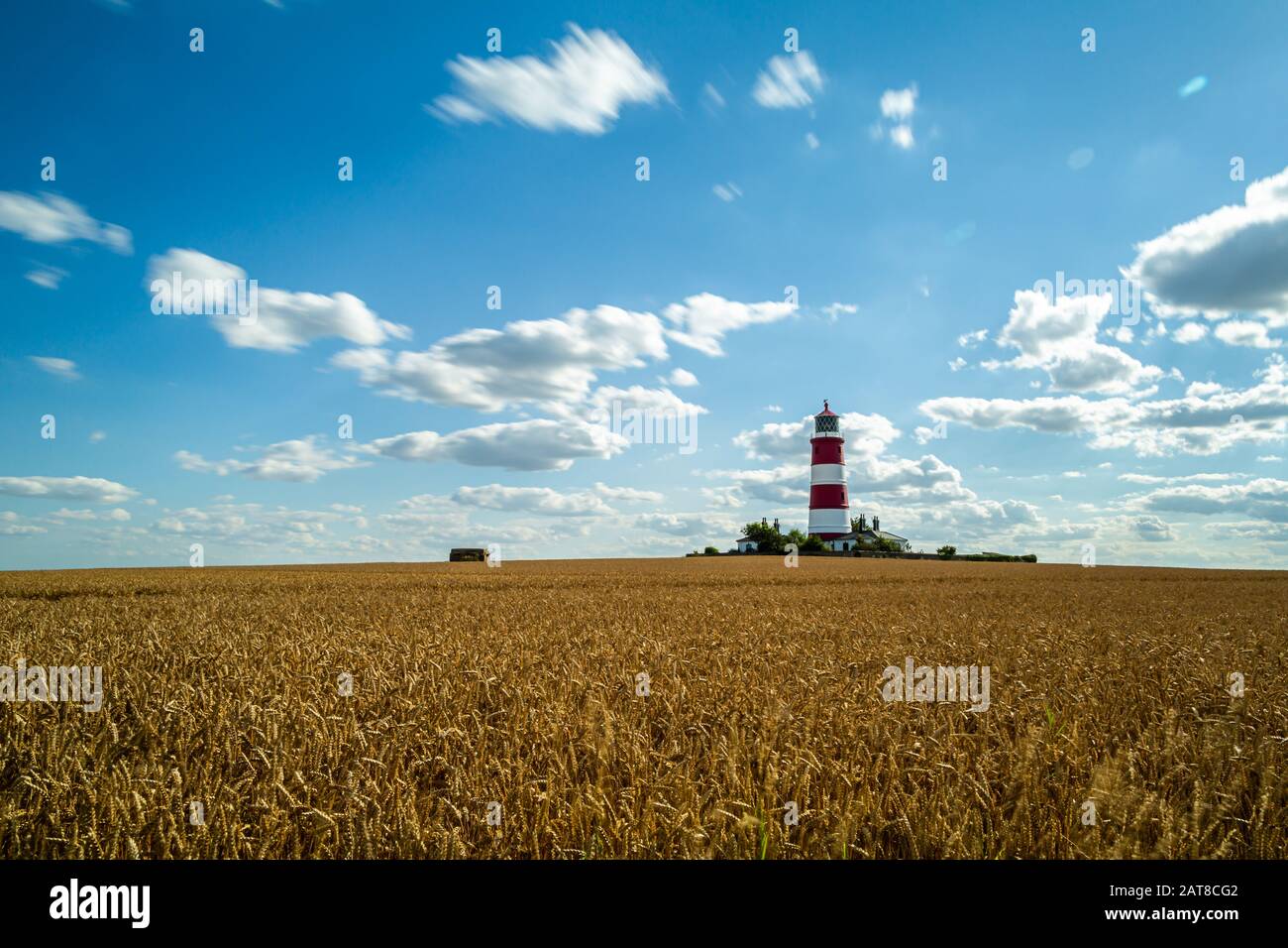 Happisburgh Lighthouse, Norfolk, über ein Maisfeld Stockfoto