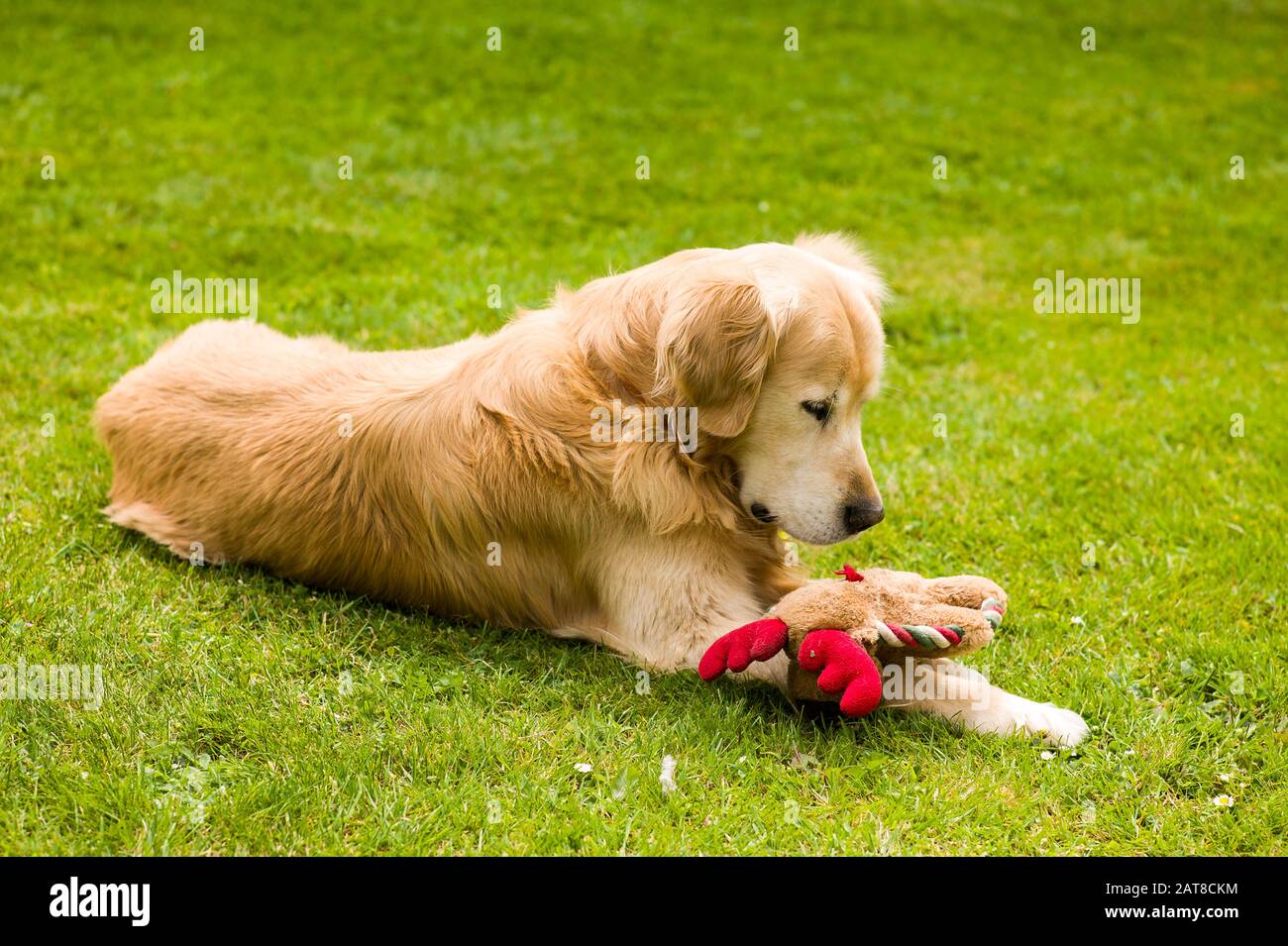 Ein männlicher Golden Retriever Hund mit einem Lieblingsspielzeug im Freien auf einem Rasenplatz in Wiltshire England Großbritannien Stockfoto