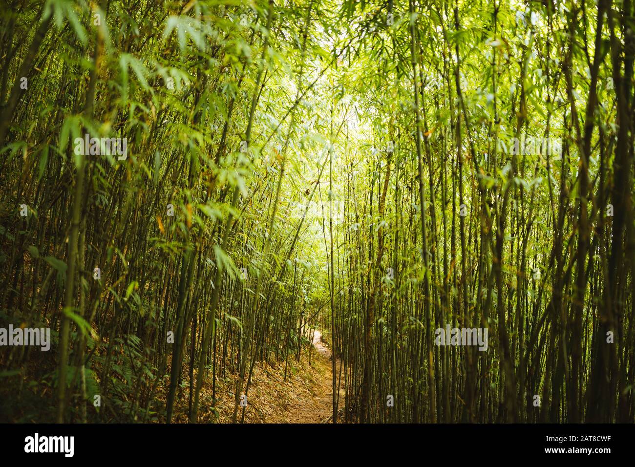Blick auf den schmalen Fußweg durch den dichten Bambuswald. Stockfoto