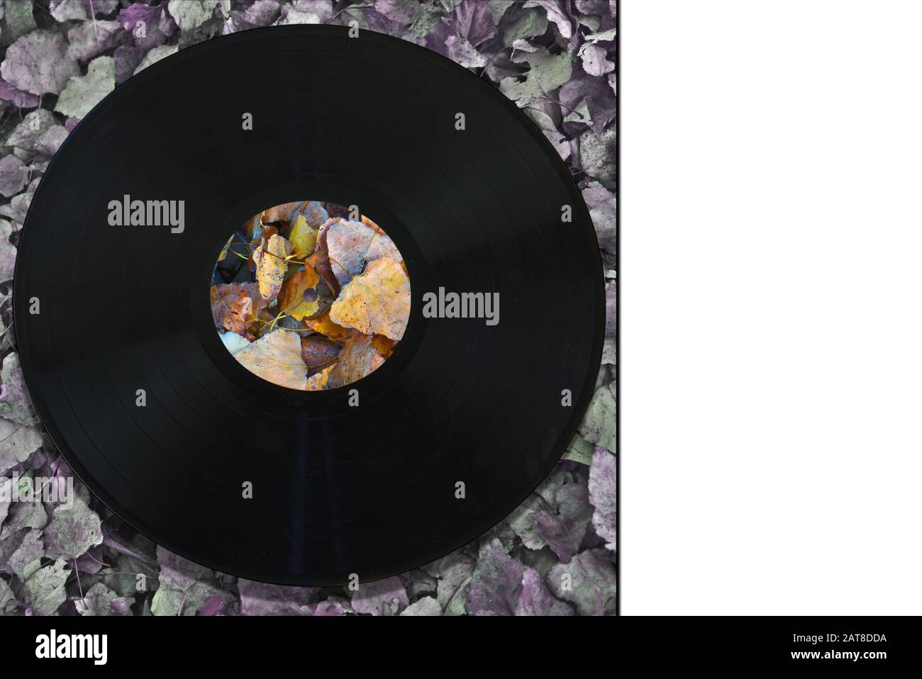 Bunte geometrische Komposition auf dem Hintergrund toter Blätter mit Schallplatten Stockfoto