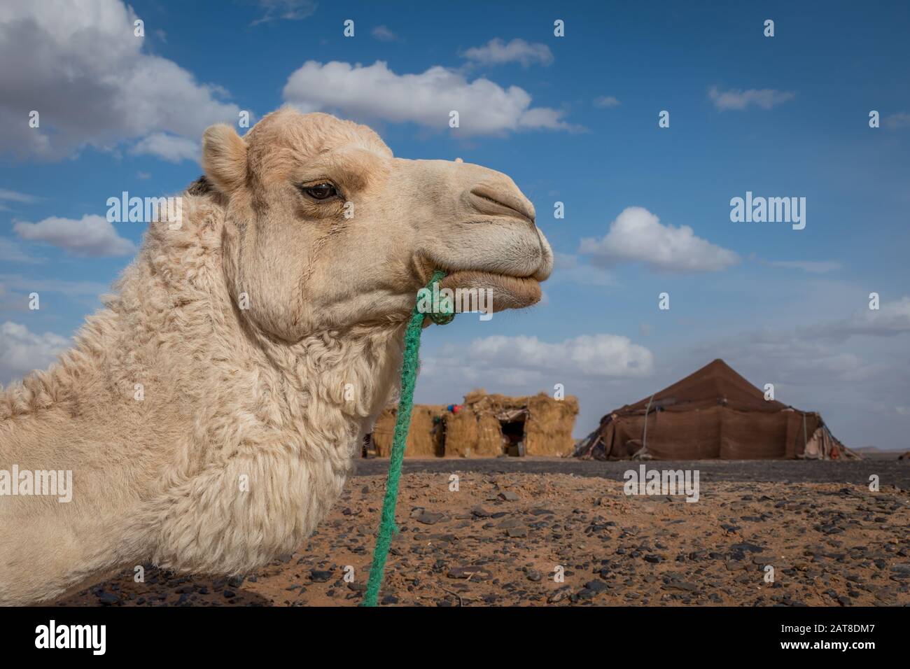 Kamelposieren für die Kamera, Merzouga, Marokko Stockfoto